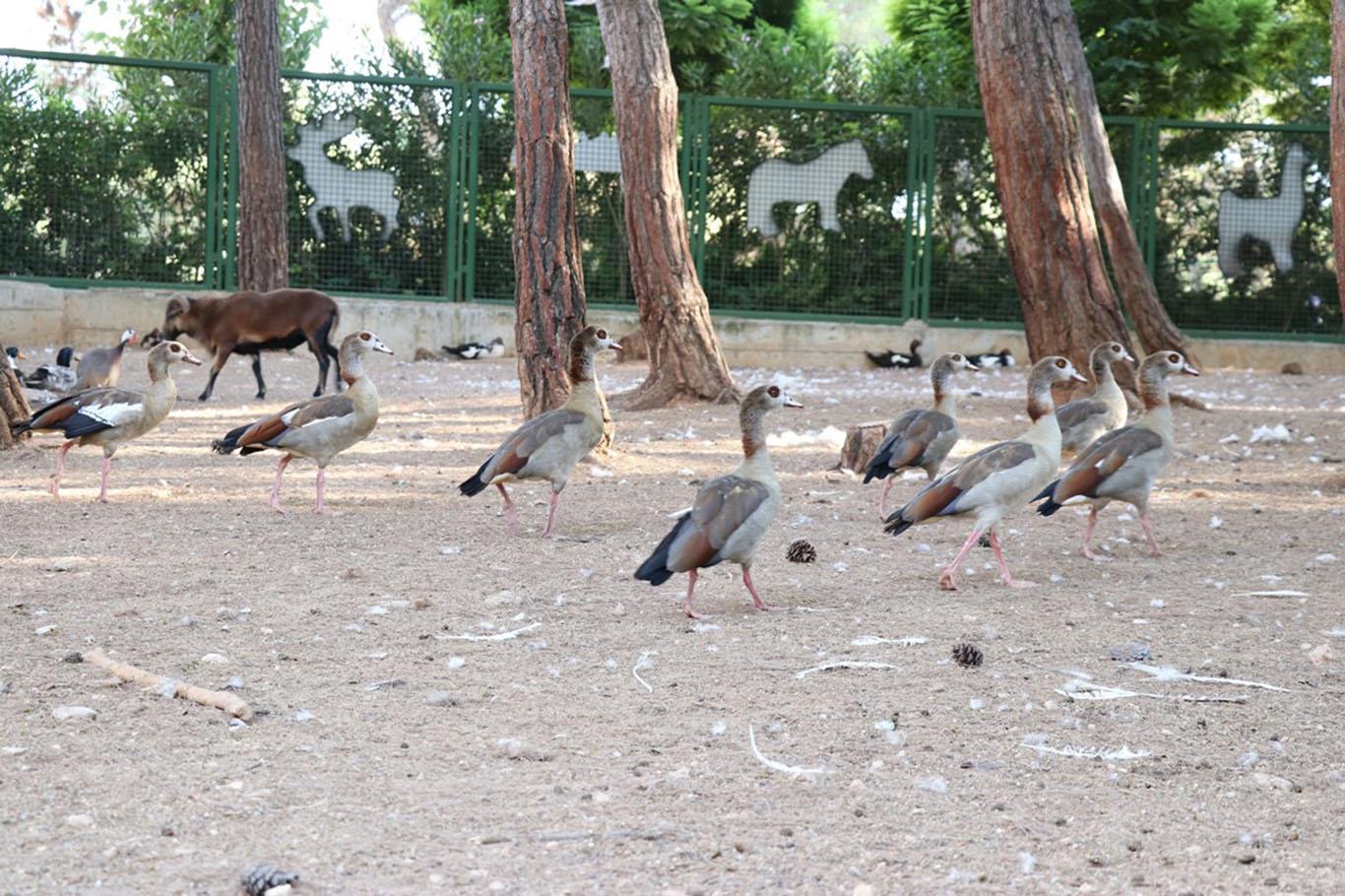 Gaziantep Hayvanat Bahçesi’ni 4 günde 40 bin kişi ziyaret etti Gaziantep Hayvanat Bahçesi’ni 4 günde 40 bin kişi ziyaret etti
